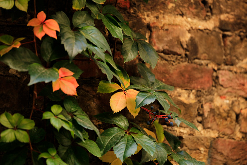 Ivy covered brick wall