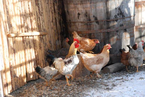 istock Rooster and chickens in winter 1188480929