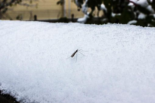 The mosquito in the winter in the snow