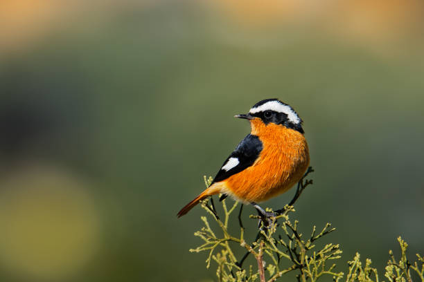 phoenicurus moussieri - moussier redstart mały ptak passerine w phoenicurus, klasyfikowane jako muscicapidae, endemiczny hodowca rezydentów w górach atlas w północno-zachodniej afryce. - phoenicurus zdjęcia i obrazy z banku zdjęć