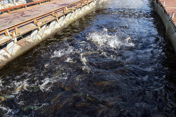 istock Rainbow trout (Oncorhynchus mykiss) in hatchery raceway. Trout farm. Feeding fish 1188484089