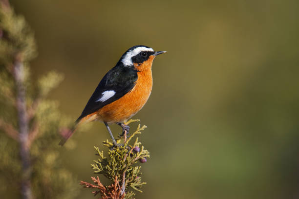 phénicus moussieri - moussier redstart petit oiseau de passage en phénicre, classé comme muscicapidae, éleveur résident endémique dans les montagnes de l'atlas du nord-ouest de l'afrique. - phoenicurus photos et images de collection