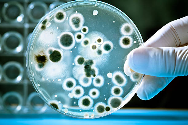 istock Laboratory petri dish with growing bacteria 118848449