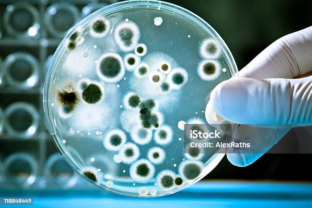 Laboratory Petri Dish With Growing Bacteria Stock Photo - Download Image Now - Agar Jelly, Analyzing, Bacterium