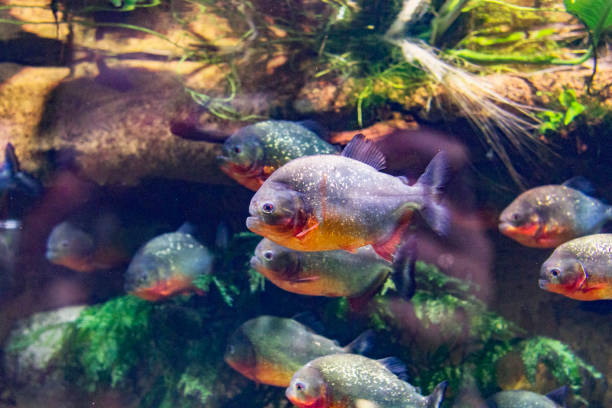 Piranha fish swim in an aquarium under water