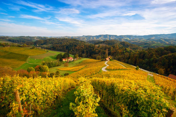 istock Vineyards with a autumn  in Spicnik, Slovenia 1188486008