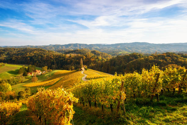 istock Vineyards with a autumn  in Spicnik, Slovenia 1188486044