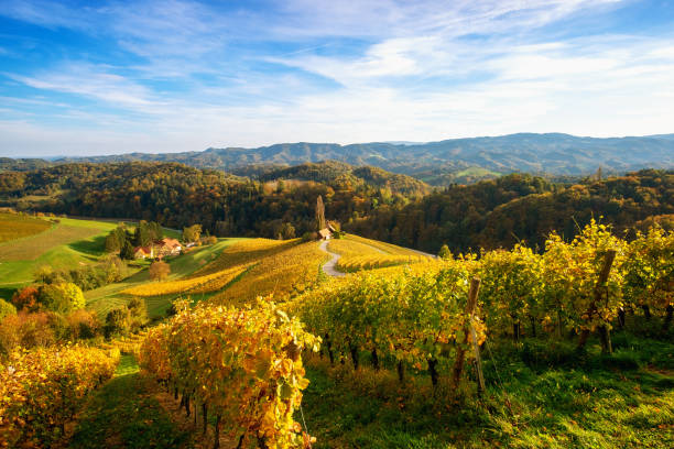 istock Vineyards with a autumn  in Spicnik, Slovenia 1188486091