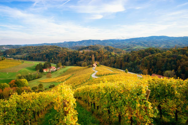 istock Vineyards with a autumn  in Spicnik, Slovenia 1188486328