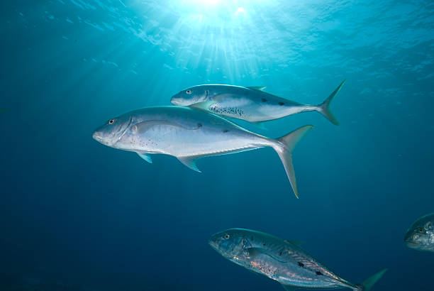istock Yellow dotted trevally (carangoides fulvoguttatus) 118848640