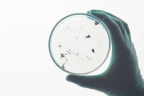 close-up of unrecognizable scientist in rubber glove holding petri dish with bacteria cells against light while analyzing it - spore imagens e fotografias de stock