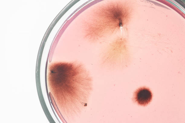 makrobild von hellrosa mikroorganismen, die in petrischale vor weißem hintergrund wachsen - blood agar stock-fotos und bilder