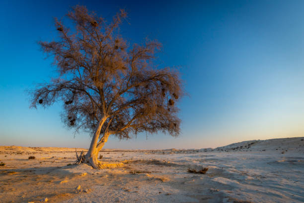 istock One Ghaf tree at sunset in Qatar desert 1188487794