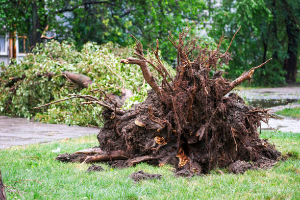 istock Storm damage. Fallen tree after a storm. Tornado storm damage causes a large mature tree to be broken and fell on the ground. 1188488950