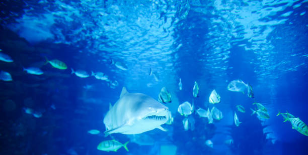 istock The great white shark in the big blue 1188490306
