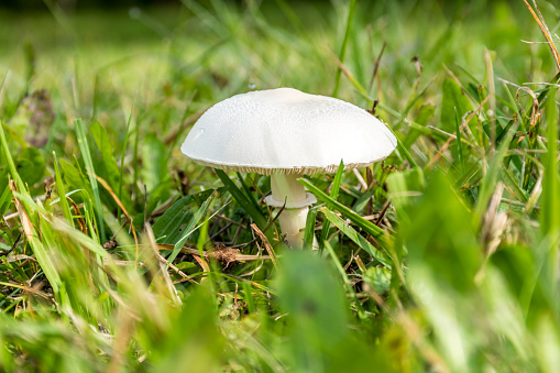 White mushroom nestled in green grass.