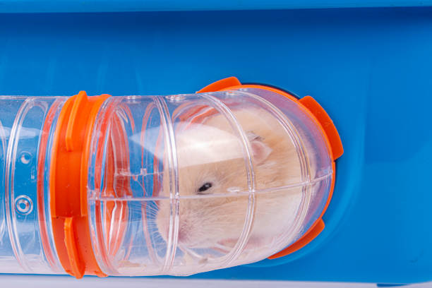 istock Golden Hamster in front of white background 1188491357