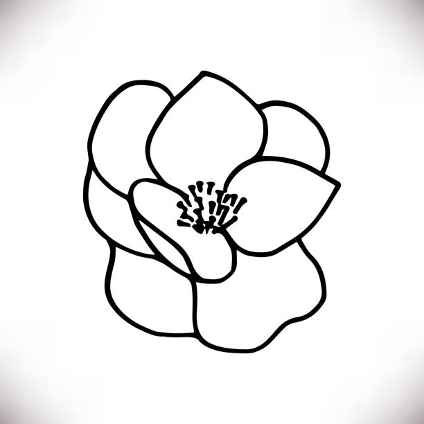 ilustraciones, imágenes clip art, dibujos animados e iconos de stock de silueta de contorno negro de flor de magnolia dibujada a mano - magnolia southern usa white flower