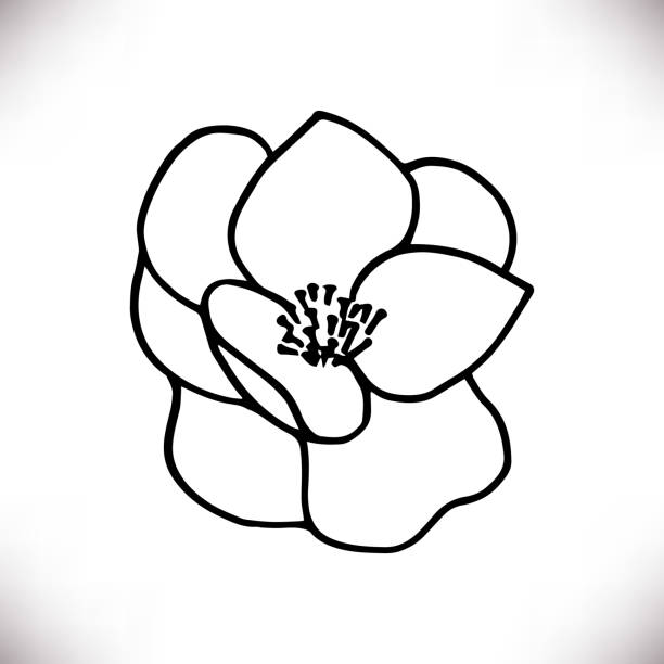 ilustrações de stock, clip art, desenhos animados e ícones de black outline silhouette of hand drawn magnolia flower - magnolia southern usa white flower