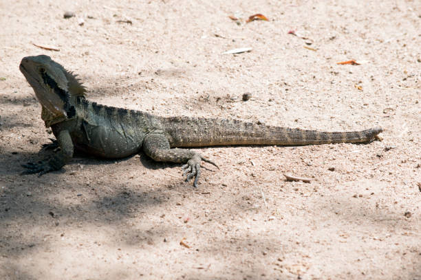 istock this is a side view of a water dragon 1188492107