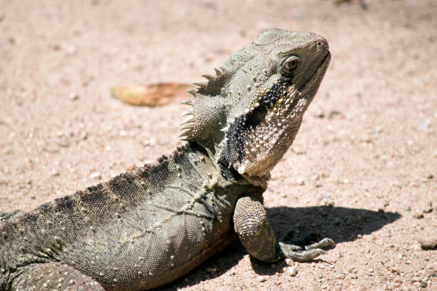 istock this is a side view of a water dragon 1188492253