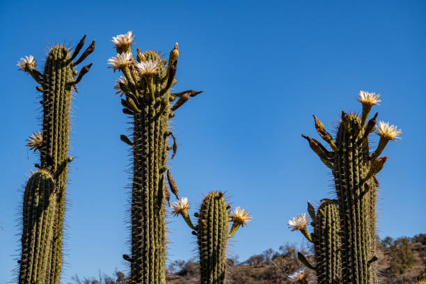 istock Flowered cactus in the Andes of central Chile 1188492750