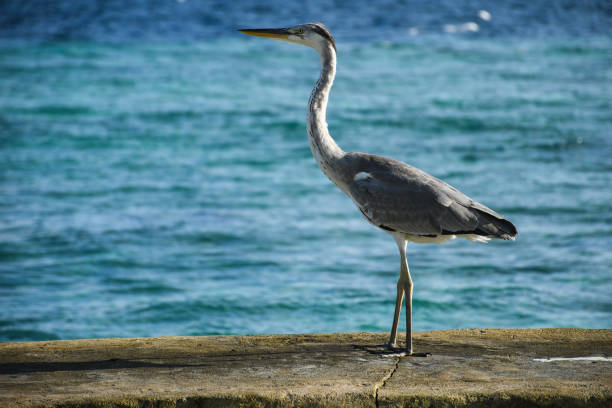istock Big hungry crane bird standing on a pier 1188492922