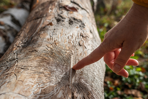 Female hand showing damaged by pests on plant bark