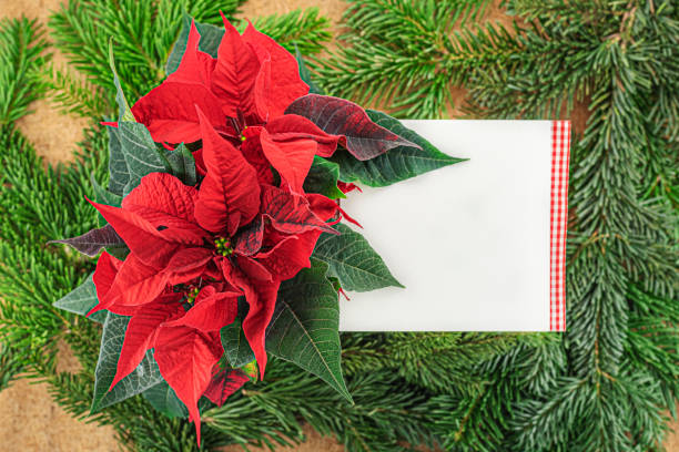 istock Red poinsettia with a blank card 1188494029