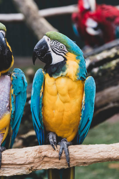 istock Macaw parrots on branches, blue yellow colorful parrots at the zoo. 1188495611