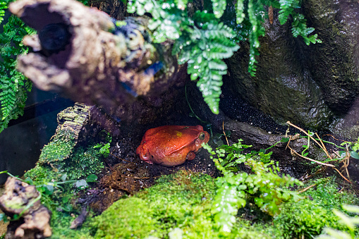 Tomato frog hiding in the grass. Oceanarium