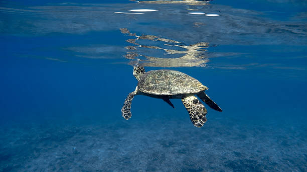 istock Hawksbill Sea Turtle at Apo Reef #1 1188497029