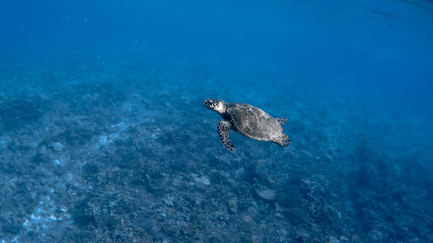istock Hawksbill Sea Turtle at Apo Reef #9 1188497046