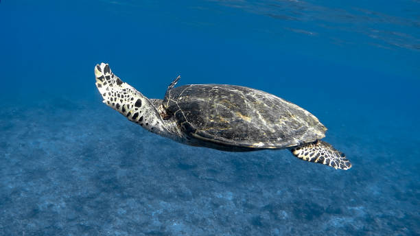 istock Hawksbill Sea Turtle at Apo Reef #12 1188497054