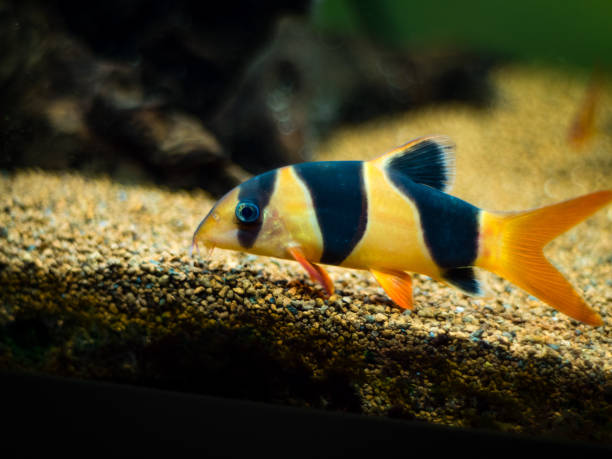 istock Large clown loach in fish tank (Chromobotia macracanthus) 1188497144