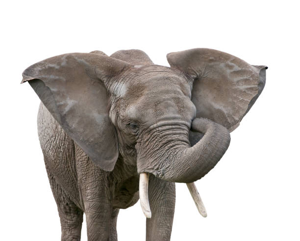 istock African Elephant isolated on white background 1188497215