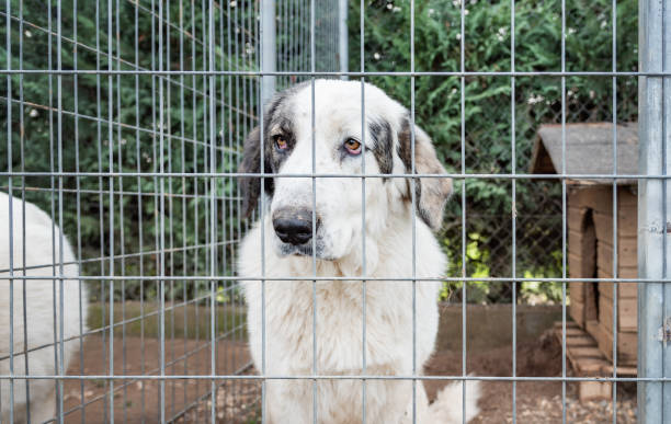 istock Sad dog in the cage. 1188498094