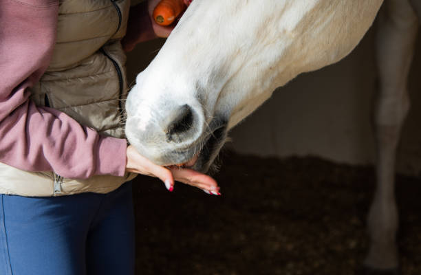 Close up woman hand hand feeding horse. stock photo
