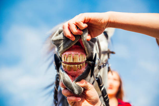 Man shows the teeth of a horse