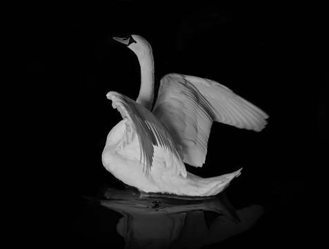 White swan black and white background