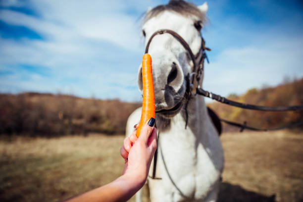 1,000+ Horse Carrot Stock Photos, Pictures & Royalty-Free Images - iStock