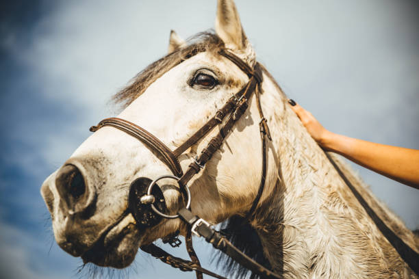 Portrait of white horse in ranch