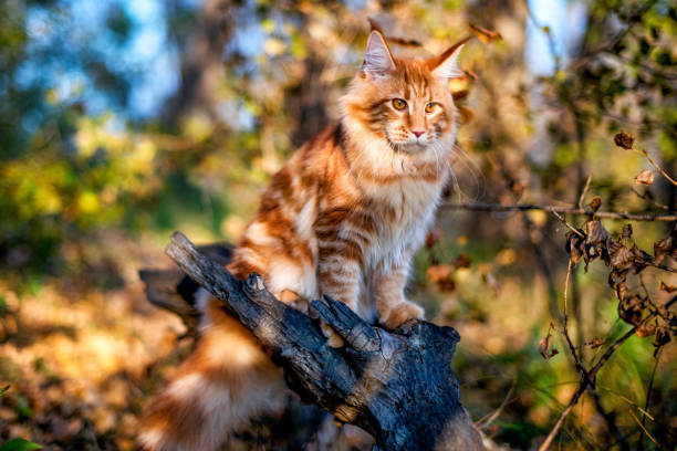 istock Maine coon kitten sitting on a tree in forest. 1188502001