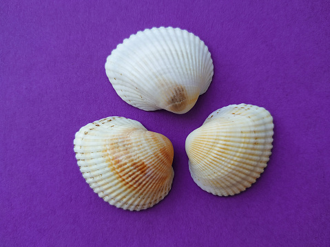 istock Seashells 1188502927