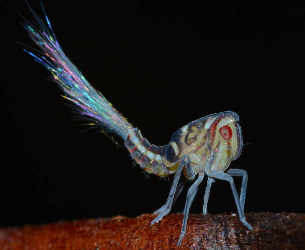 istock Nymph of Planthopper Fulgoromorpha from Panama. 1188503053