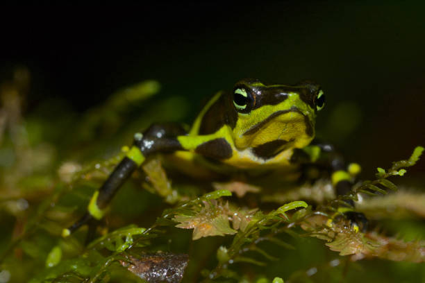 Limosa harlequin frog from Panama stock photo