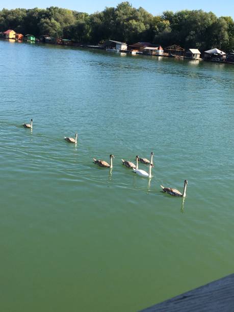 istock White swans in the river Sava at Serbia 1188503221