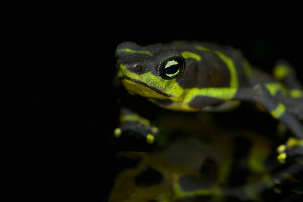 istock Limosa harlequin frog from Panama 1188503829