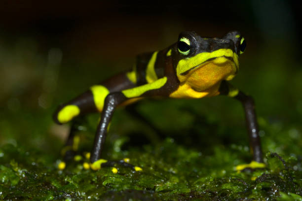 istock Limosa harlequin frog from Panama 1188503836