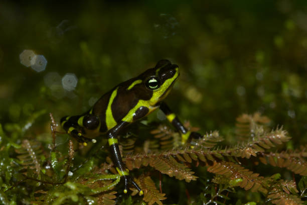 Limosa harlequin frog from Panama stock photo